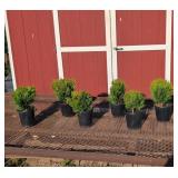 6 Dwarf Globe Arborvitae Plants