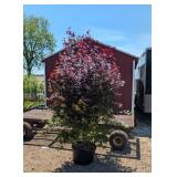 Japanese Red Super Star Specimen Bloodgood Maple