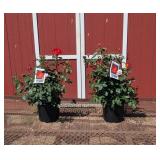 2 Hasslefree Sunset Horizon Rose Plants