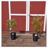 2 Pink Pussywillow Plants