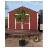Japanese Weeping White Snow Fountain Cherry Tree
