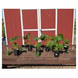 6 Mixed Colors Las Vegas Hollyhock Plants