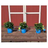 3 Rebloomer Pink Mophead Summer Crush Hydrangea Pl
