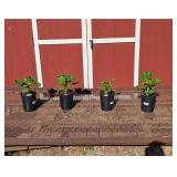 4 Yellow Lemon Double Hollyhock Plants