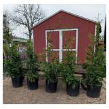 5 Green Giant Arborvitae Plants