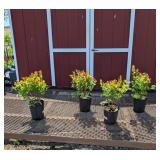 4 Double Pick Sweetheart Blueberry Plants