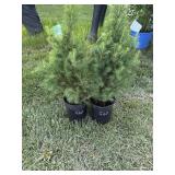 Dwarf Alberta Spruce