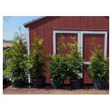 6 Green Giant Arborvitae Plants