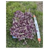 24 Burgundy Glow Groundcover Ajuga Plants