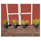 4 Ornamental Dwarf Golden Grass Plants