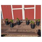 6 Hardy Arabian Knight Tiger Lily Plants