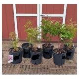 6 Red, White & Raspberry Sundae Collection Peony P