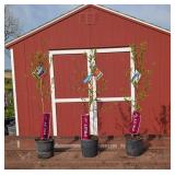 3 Contender Freestone Peach Trees