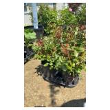 4 Dwarf Rainblow Sunblaze Rose Plants