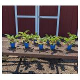 10 White & Green Francee Hosta Plants