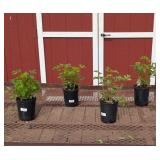 4 Bleeding Hearts Plants