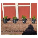 4 Light Blue Flame Lavender Garden Phlox Plants