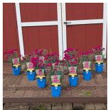 10 Dwarf Purple Starlette Dianthus Plants