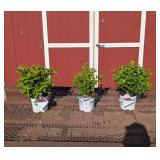3 Fab Quickfire Sun Hydrangea Plants