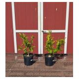 2 Pink Betty Tulip Magnolia Plants