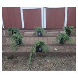 6 Blue Rug Juniper Plants