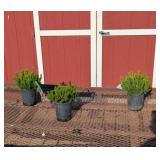 3 Dwarf Mugo Pine Plants