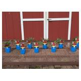 10 Dwarf Red Ombre Coneflower Plants