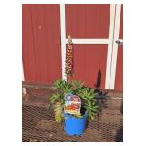 3 Manhattan Lights Super Duper Lupine Plants