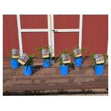 6 Rebloomer Red Pardon Me Daylily Plants