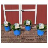 4 Dwarf White Whoops-A-Daisy Shasta Daisy Plants