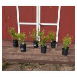 Blueberry Patch Collection