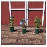 3 Purple Velvet Chevalier Clematis Vine Plants