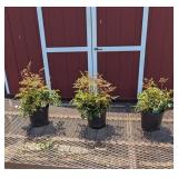 3 White Deutschland Plume Flower Astilbe Plants