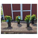 4 Boxwood Green Mountain Plants