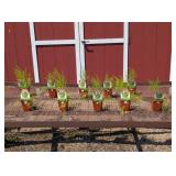 10 Jersey Giant Asparagus Plants
