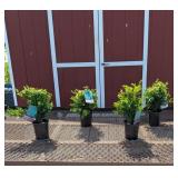 4 Green Mountain Boxwood Plants