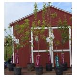Orchard Tree Starter Collection