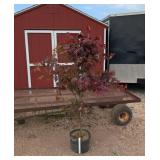 Japanese Bloodgood Red Maple Tree