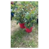 Ketchup & Mustard Knockout Roses