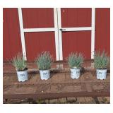 4 Cherry Red Maraschino Dianthus Plants