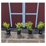 4 Pink Lemonade Blueberry Plants