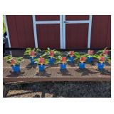 10 Purple Wildberry Pow Wow Coneflower Plants