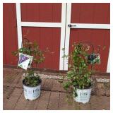 2 Purple Happy Jack Clematis Vine Plants