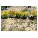 5 Gold Mop Cypress Plants