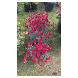 Fruit Punch Maraschino Dianthus