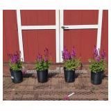4 Rose Marvel Saliva Sage Plants