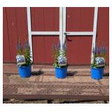 3 Blue Royal Candles Veronica Speedwell Plants