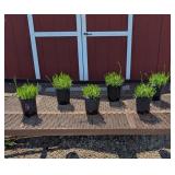 4 Fragrant Blue Phenomenal Lavender Plants