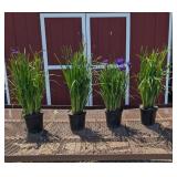 4 Blue Caesar Siberian Iris Plants