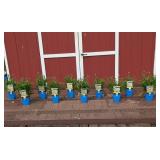 10 Dwarf White Whoops-A-Daisy Shasta Daisy Plants